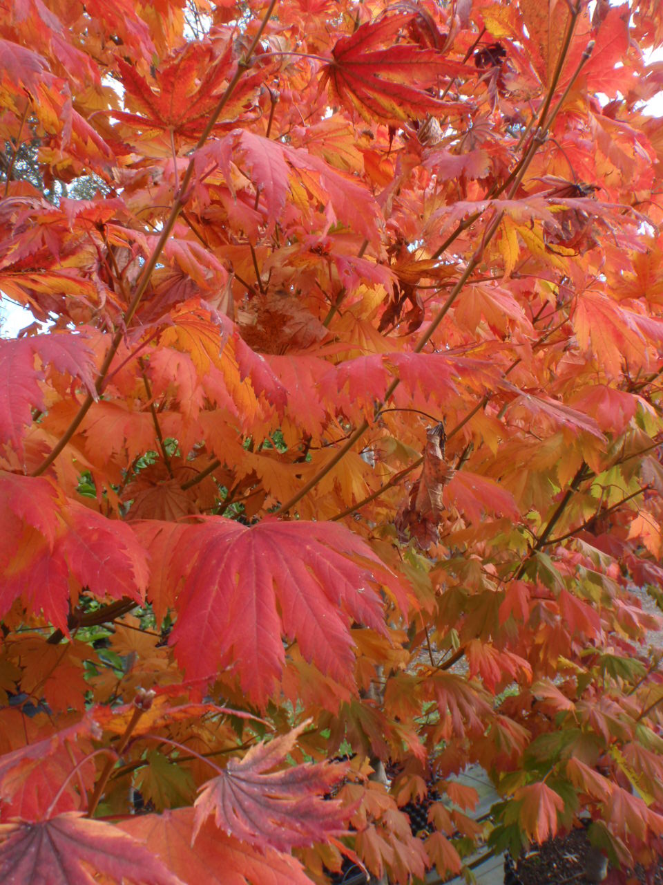 fiery foliage shows the beauty of autumn
