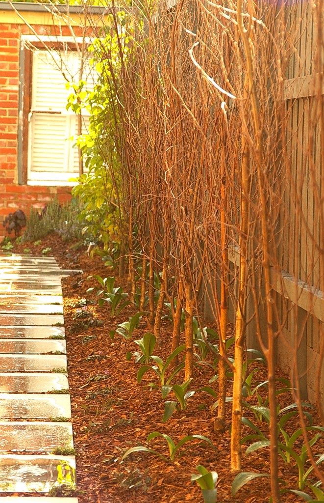 accent plants for pots