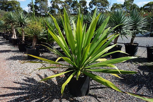 doryanthes excelsa gymea lily online
