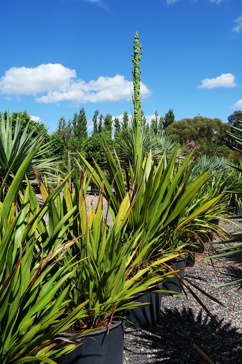 buy doryanthes excelsa gymea lily online