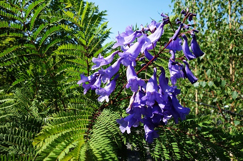 blue jacaranda mimosifolia Best Feature Trees