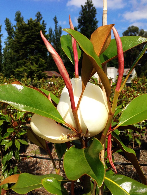 magnolia exmouth melbourne