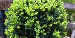 buxus