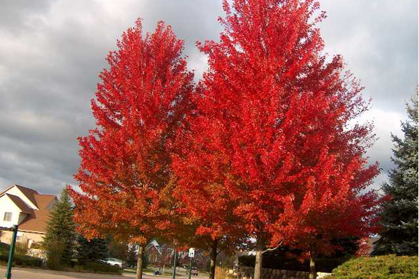 top 10 trees with colourful autumn foliage