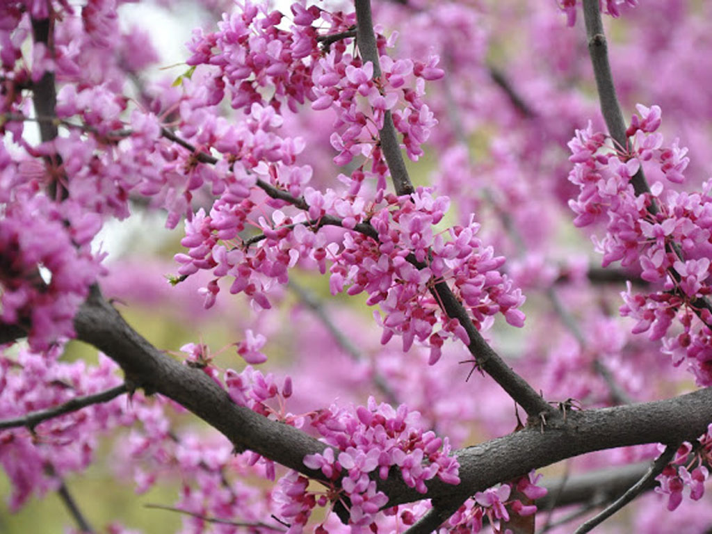 Cercis blossom tree