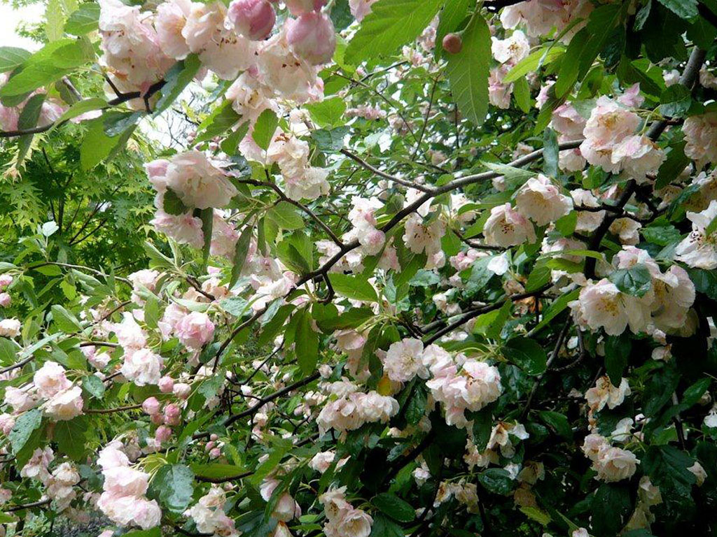malus ioensis plena blossom trees
