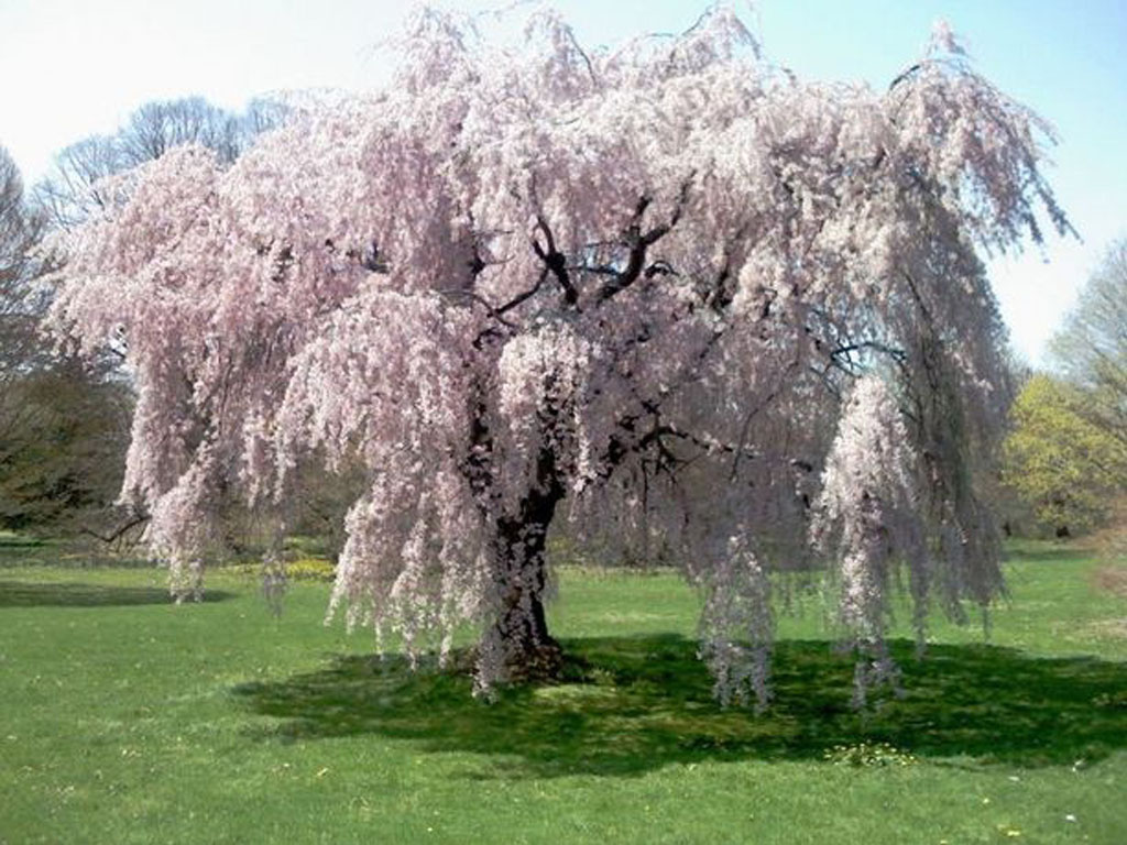 weeping cherry blossom tree