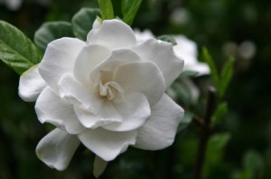 gardenia florida flower