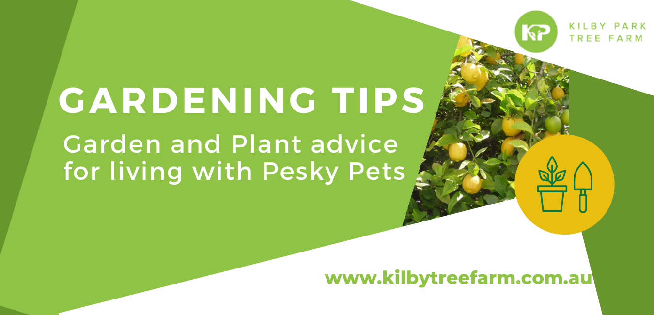 Garden and Plant advice for living with Pesky Pets