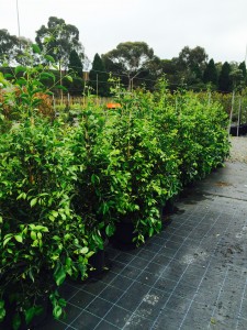 Kilby Park Tree Farm Acmena sublime