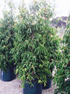 Waterhousia floribunda