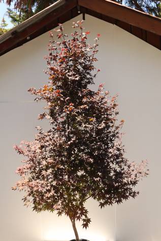 acer palmatum bloodgood online