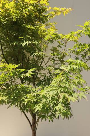 acer palmatum osakazuki for sale