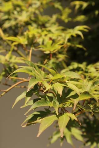 buy acer palmatum osakazuki