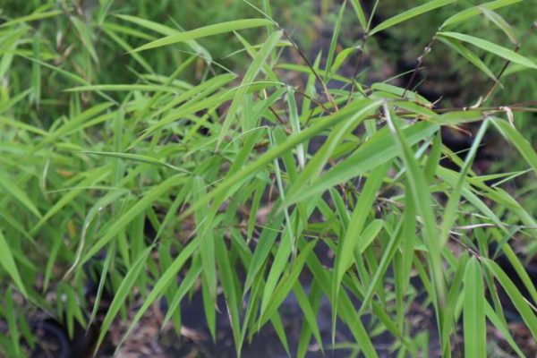 bambusa porcatus nepalese blue for sale
