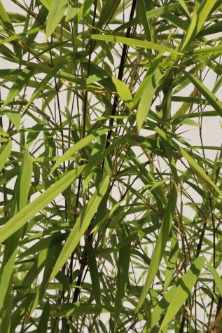 bambusa porcatus nepalese blue