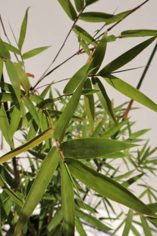 bambusa textilis gracilis planting