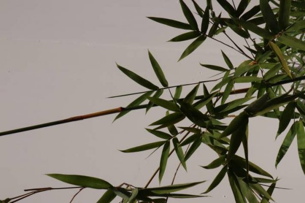 bambusa textilis gracillis online