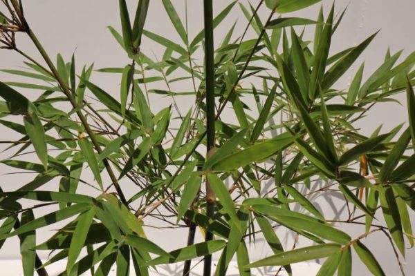 bambusa textilis gracillis