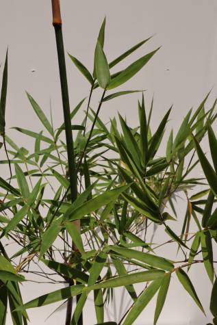 bambusa textilis gracillis melbourne