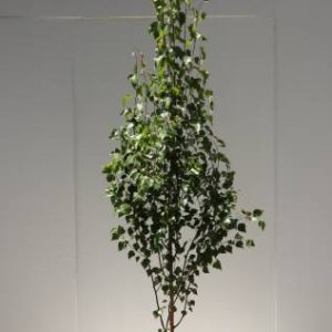 buy betula pendula fastigiata