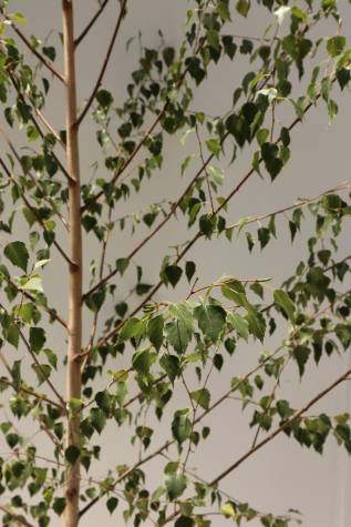 betula pendula moss white
