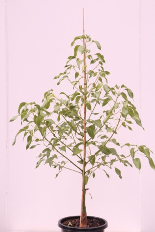 buy brachychiton populeneus x acerifolius jerilderie red