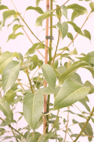 brachychiton populneus x acerifolius jerilderie red online