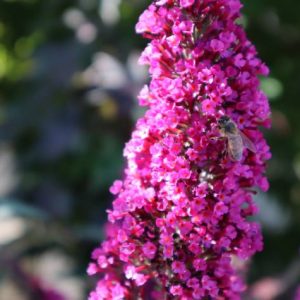 buddleja davidii buzz velvet