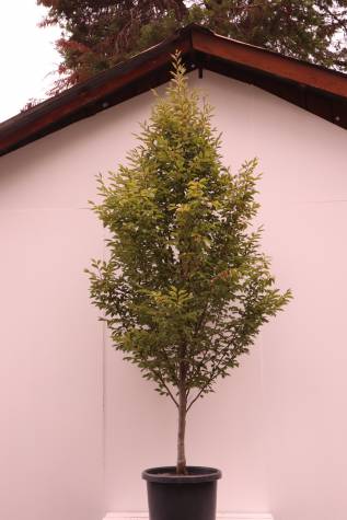 carpinus betulus fastigiata