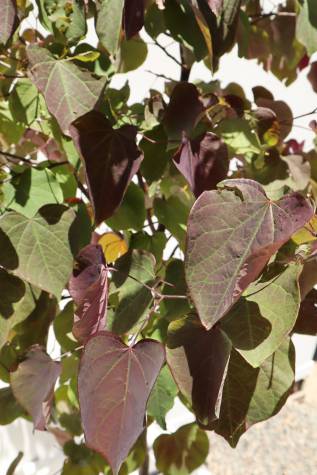 cercis chinensis forest pansy online