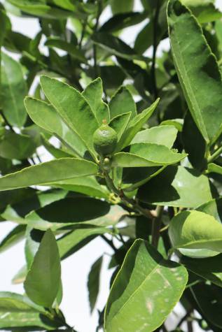 citrus aurantifolia tahitian lime online