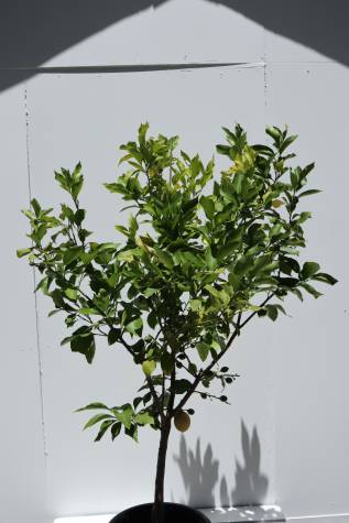 citrus limon lisbon melbourne