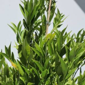 citrus reticulata imperial
