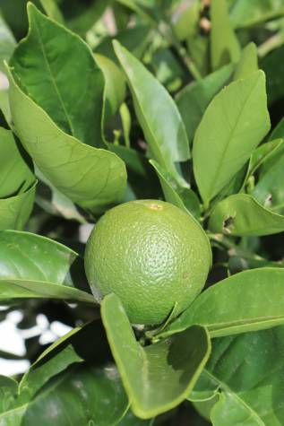 citrus sinensis washington navel