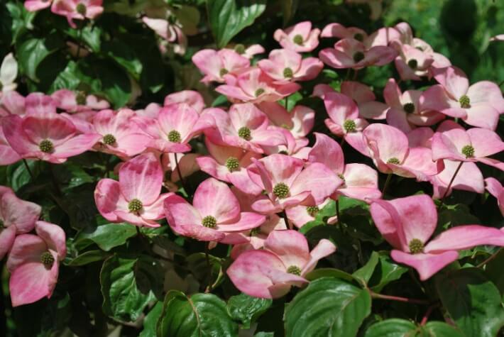 cornus kousa satomi