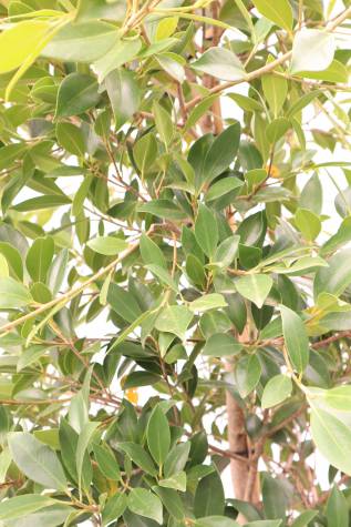 ficus microcarpa hillii online