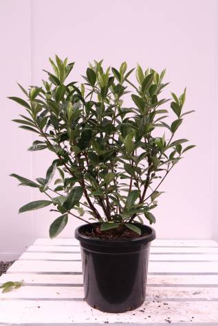 Buy gardenia augusta magnifica melbourne