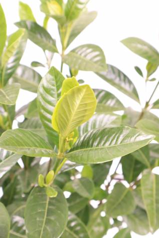 gardenia agusta magnifica