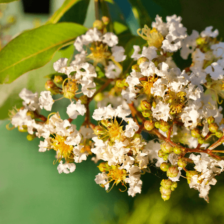 Lagerstroemia indica ‘Natchez’ - feature tree