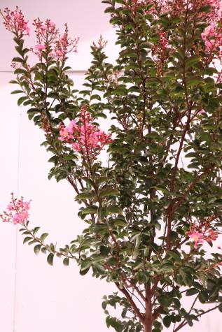 lagerstroemia indica sioux