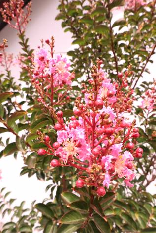 Lagerstroemia Indica Sioux