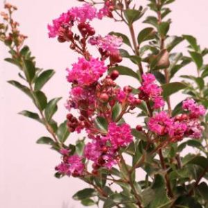lagerstroemia indica zuni