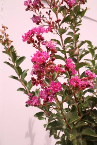 lagerstroemia indica zuni