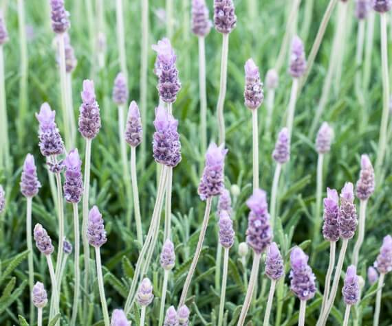 Lavender Dentata Online