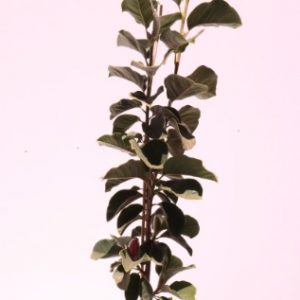 magnolia black tulip