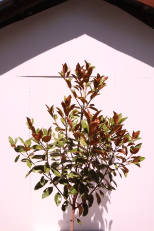australia magnolia exmoth