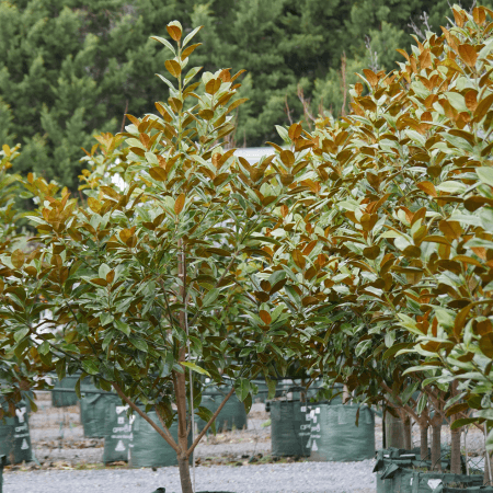 Southern Magnolia ‘Exmouth’