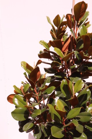 magnolia grandiflora teddy bear