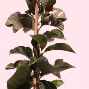 magnolia vulcan